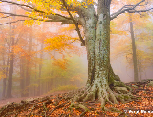 5 fagedes fotogèniques per visitar a la tardor